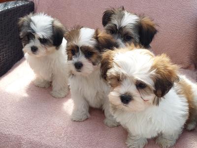 Gorgeous Teddy Bear Shichon (Bichon Frise x Shih Tzu) puppies for sale in Limerick ✨️