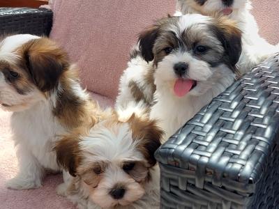 Gorgeous Teddy Bear Shichon (Bichon Frise x Shih Tzu) puppies for sale in Limerick ✨️