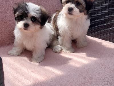 Gorgeous Teddy Bear Shichon (Bichon Frise x Shih Tzu) puppies for sale in Limerick ✨️