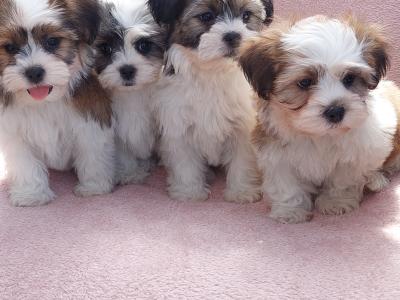 Gorgeous Teddy Bear Shichon (Bichon Frise x Shih Tzu) puppies for sale in Limerick ✨️