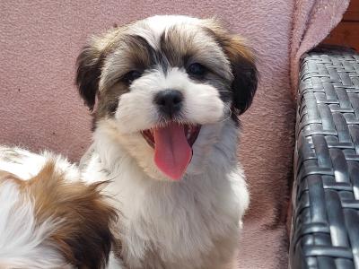 Gorgeous Teddy Bear Shichon (Bichon Frise x Shih Tzu) puppies for sale in Limerick ✨️