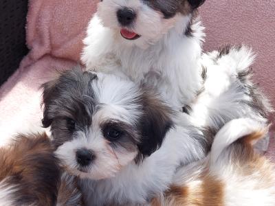 Gorgeous Teddy Bear Shichon (Bichon Frise x Shih Tzu) puppies for sale in Limerick ✨️
