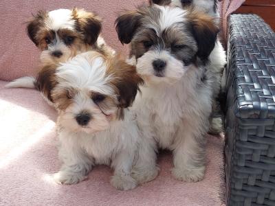 Gorgeous Teddy Bear Shichon (Bichon Frise x Shih Tzu) puppies for sale in Limerick ✨️
