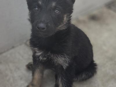IKC Registered German Shepherd puppies in Cork