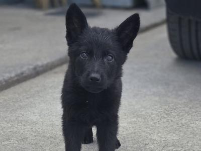 IKC Registered German Shepherd puppies in Cork