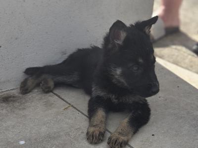 IKC Registered German Shepherd puppies in Cork