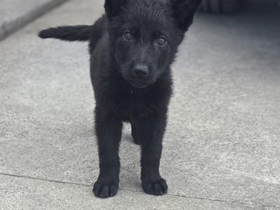 IKC Registered German Shepherd puppies in Cork