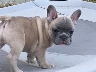 Purebred French Bulldog puppies in Carlow