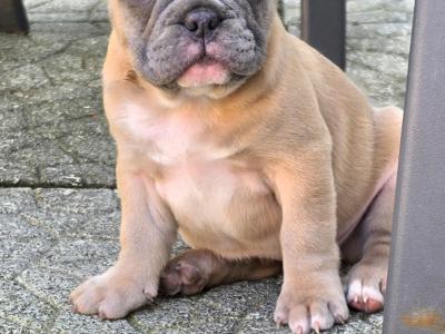 Purebred French Bulldog puppies in Carlow