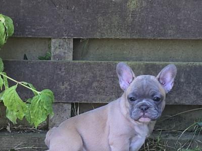 Purebred French Bulldog puppies in Carlow