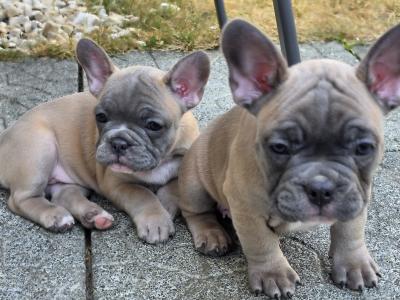 Purebred French Bulldog puppies in Carlow