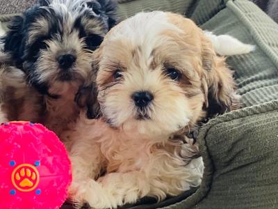 ❤️ Beautiful Shih Tzu x Bichon Frise puppies in Meath