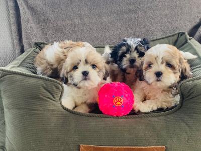 ❤️ Beautiful Shih Tzu x Bichon Frise puppies in Meath