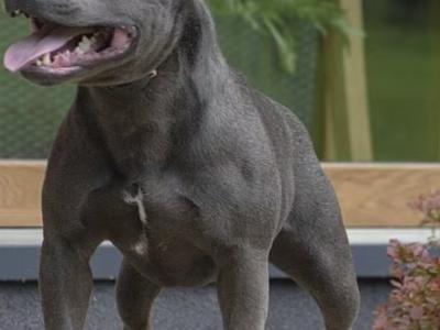 2 IKC Registered (pending) Blue male Staffordshire Bull Terrier puppies in Clare 🏡
