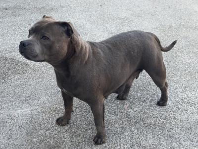 2 IKC Registered (pending) Blue male Staffordshire Bull Terrier puppies in Clare 🏡