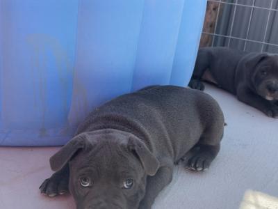 2 IKC Registered (pending) Blue male Staffordshire Bull Terrier puppies in Clare 🏡