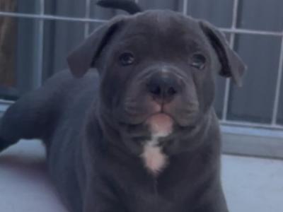 2 IKC Registered (pending) Blue male Staffordshire Bull Terrier puppies in Clare 🏡