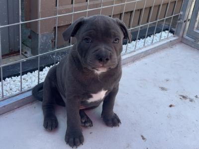2 IKC Registered (pending) Blue male Staffordshire Bull Terrier puppies in Clare 🏡