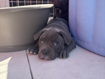 2 IKC Registered (pending) Blue male Staffordshire Bull Terrier puppies in Clare 🏡