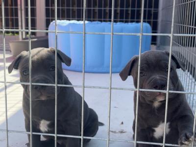 2 Blue male Staffordshire Bull Terrier pups in Clare 🏡