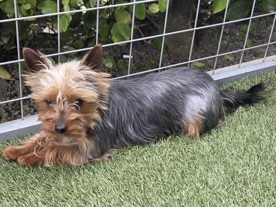 IKC Registered Yorkshire Terrier for Stud