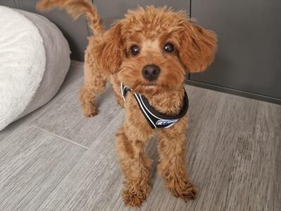 Toy Cavapoo for stud in Dublin 🐾
