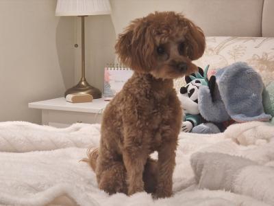 Toy Cavapoo for stud in Dublin 🐾