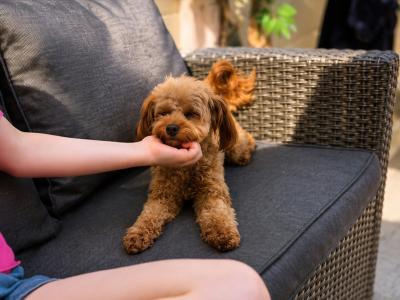 Toy Cavapoo for stud in Dublin 🐾