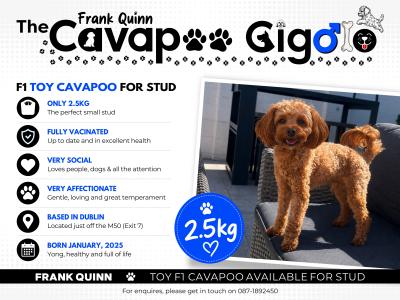 Toy Cavapoo for stud in Dublin 🐾