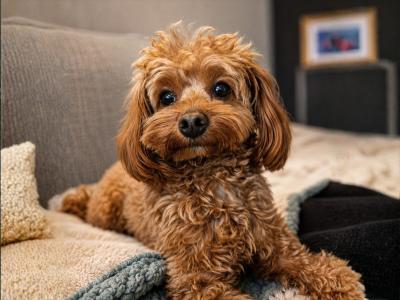 Toy Cavapoo for stud in Dublin 🐾