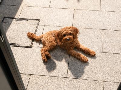 Toy Cavapoo for stud in Dublin 🐾