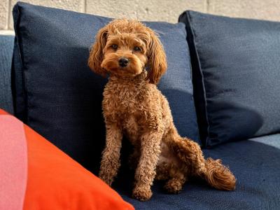 Toy Cavapoo for stud in Dublin 🐾