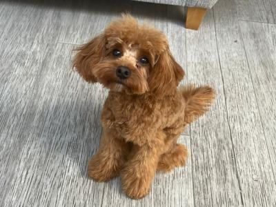 Toy Cavapoo for stud in Dublin 🐾