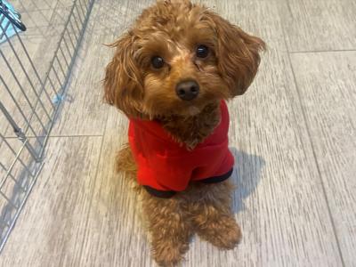 Toy Cavapoo for stud in Dublin 🐾