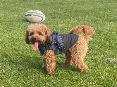 Toy Cavapoo for stud in Dublin 🐾