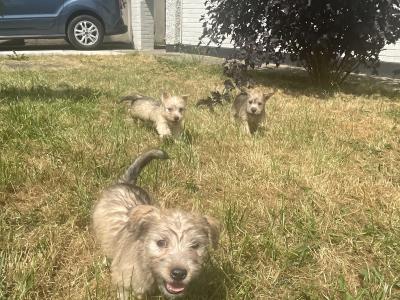 (3 PUPPIES LEFT OUT OF 5) purebred Irish Glen of Imaal Terrier puppies in Dublin