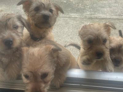 (3 PUPPIES LEFT OUT OF 5) purebred Irish Glen of Imaal Terrier puppies in Dublin