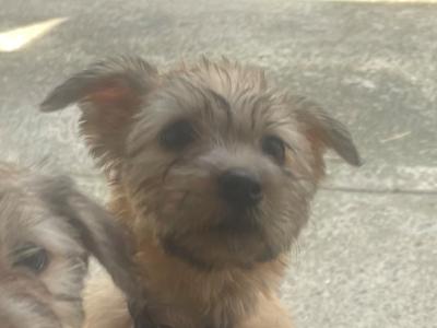 (3 PUPPIES LEFT OUT OF 5) purebred Irish Glen of Imaal Terrier puppies in Dublin