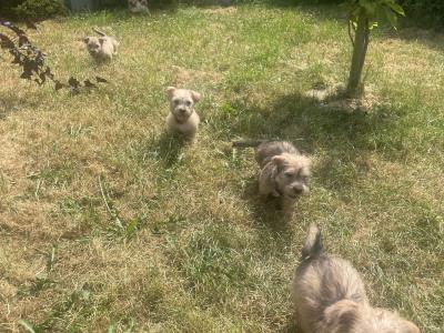 (3 PUPPIES LEFT OUT OF 5) purebred Irish Glen of Imaal Terrier puppies in Dublin