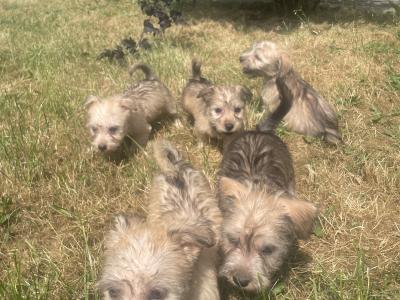 (3 PUPPIES LEFT OUT OF 5) purebred Irish Glen of Imaal Terrier puppies in Dublin