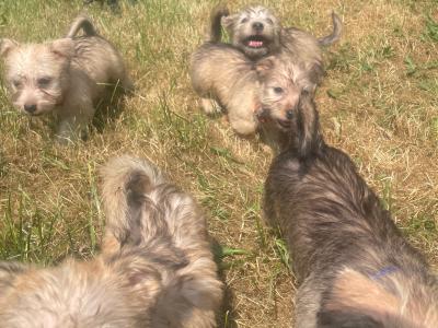 (3 PUPPIES LEFT OUT OF 5) purebred Irish Glen of Imaal Terrier puppies in Dublin