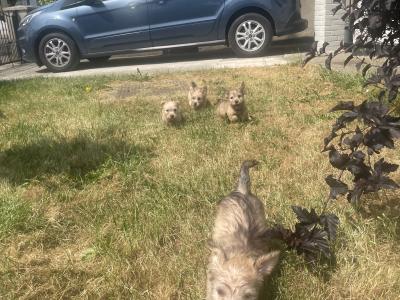 (3 PUPPIES LEFT OUT OF 5) purebred Irish Glen of Imaal Terrier puppies in Dublin