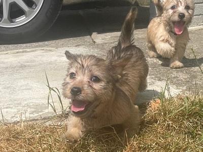 (3 PUPPIES LEFT OUT OF 5) purebred Irish Glen of Imaal Terrier puppies in Dublin