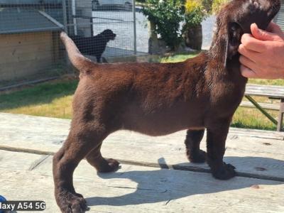 Chocolate Labrador puppies in Carlow €725