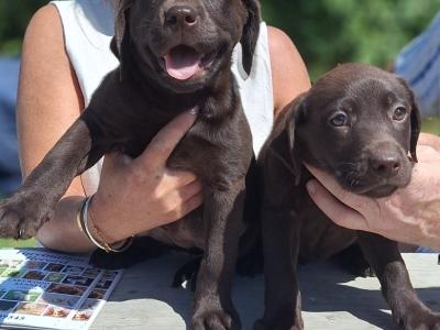 Chocolate Labrador puppies in Carlow €725