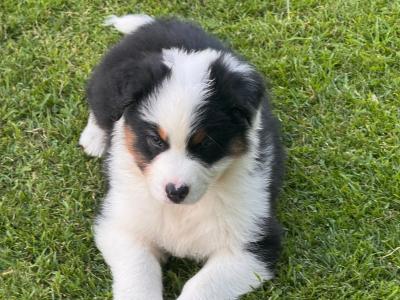 Male Australian Shepherd puppy in Down