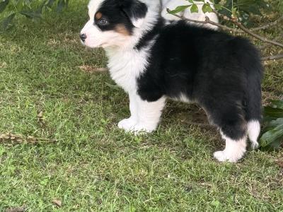 Male Australian Shepherd puppy in Down