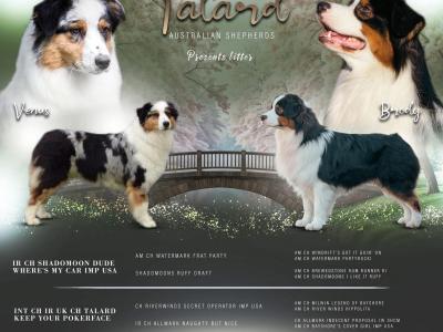 Male Australian Shepherd puppy in Down