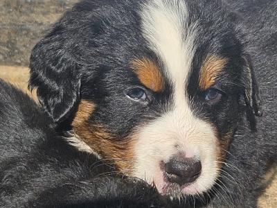 IKC Registered (pending) Bernese Mountain Dog puppies in Dublin