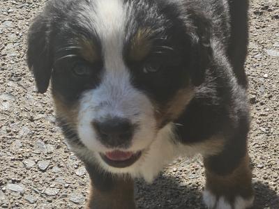 IKC Registered (pending) Bernese Mountain Dog puppies in Dublin